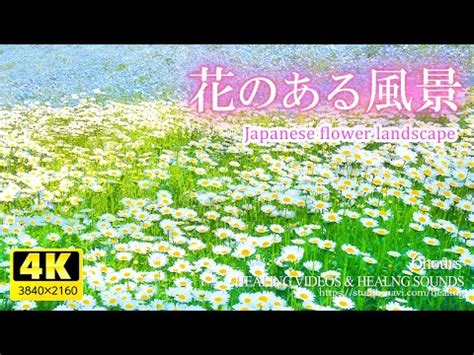 【癒し】花のある風景6時間／疲れた心身の回復・リラックス・。